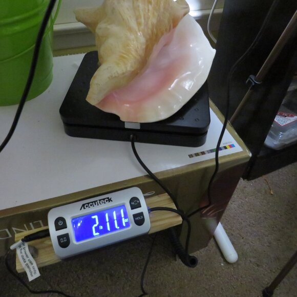 Large Real Conch Sea Shell 10" x 9.5" wide 6.5" tall - Picture 8 of 8